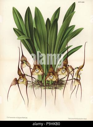 Chimère Dracula orchid (Masdevallia chimera). Dessiné et chromolithographed par P. De Pannemaeker de Jean Linden's l'Illustration horticole, Bruxelles, 1873. Banque D'Images