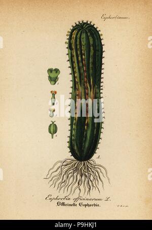 L'euphorbe ésule, Euphorbia officinarum. Coloriée à la gravure sur cuivre du Dr. Willibald" sammtlicher mediinisch Hand-Atlas Artus-pharmaceutischer Gewachse, (Manuel de tous les médecins-usines pharmaceutiques), Iéna, 1876. Banque D'Images