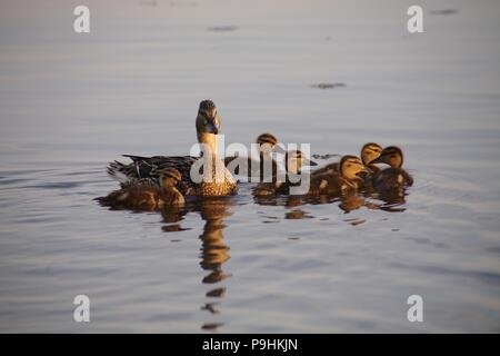 Le canard sauvage (canard colvert canetons) avec baignade dans la rivière Banque D'Images