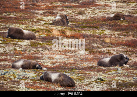 La famille, le Bœuf musqué Ovibos moschatus, repos dans le parc national de Dovrefjell, la Norvège. Banque D'Images