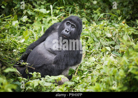 Gorille de montagne au dos argenté ressemble vers la caméra tout en vous reposant à riche végétation dans la forêt impénétrable de Bwindi en Ouganda Banque D'Images