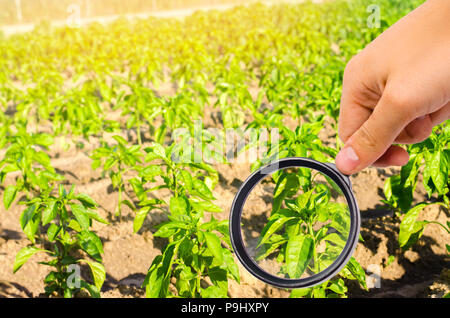 L'expert scientifique des aliments vérifie le pepper pour produits chimiques et pesticides. légumes sains. pomologie. Agriculture. la récolte. L'agriculture culture. étude de la s Banque D'Images