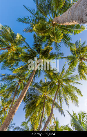 Concept d'arrière-plan d'arbres tropicaux. Palmiers et ciel bleu, la nature exotique paisible Banque D'Images