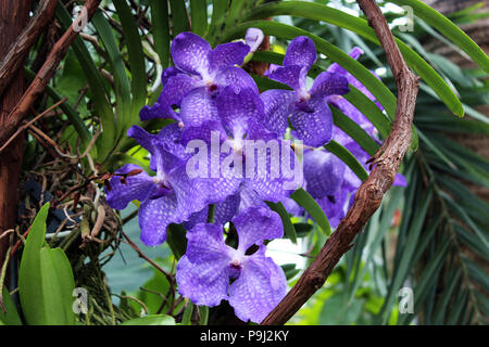 Gros plan d'une grappe de fleurs orchidées Vanda coerulea Banque D'Images