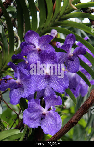 Gros plan d'une grappe de fleurs orchidées Vanda coerulea Banque D'Images