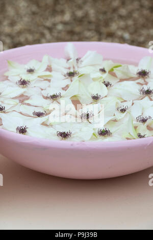 Clematis fleurs rose dans un bol d'eau sur une fleur show display. UK Banque D'Images