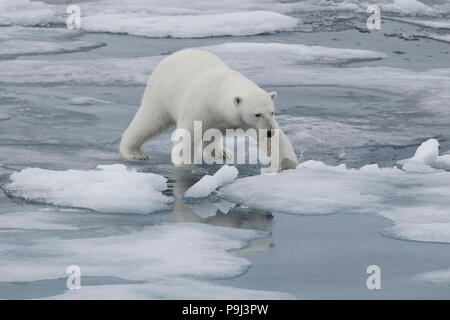 La marche de l'ours polaire sur une fine couche de la glace près de Svalbard Banque D'Images