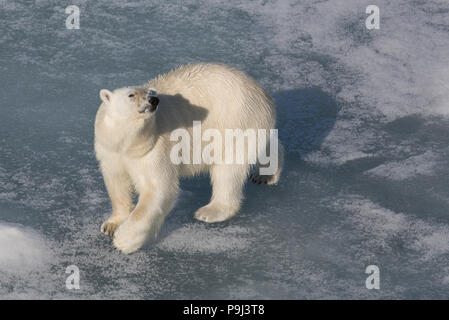 Grand Ours polaire sur la glace près de Svalbard Banque D'Images