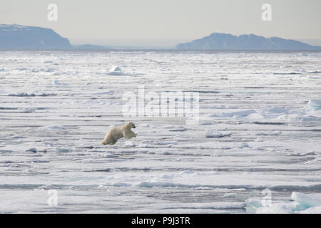 Grand saut de l'ours polaire sur la glace près de Svalbard Banque D'Images