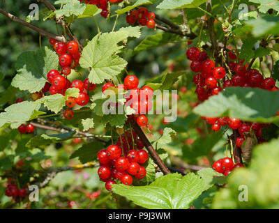 Groseille Mûre, Ribes rubrum Banque D'Images