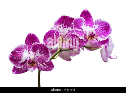 Orchird Branche Fleurs isolated on White Banque D'Images