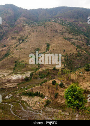 De vastes champs en terrasses dans le village reculé de Dalkanya Nandhour sur la vallée, les collines du Kumaon, Uttarakhand, Inde Banque D'Images