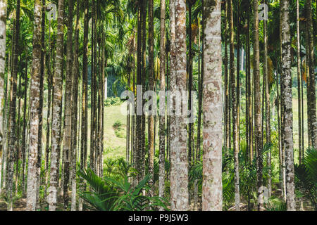 Palm bétel dans resort en Thaïlande. un bosquet de palmiers, le bétel. contexte de minces troncs d'arbres exotiques. Banque D'Images