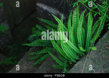 Maidenhair Spleenwort (Asplenium trichomanes) dans mur de pierre Banque D'Images