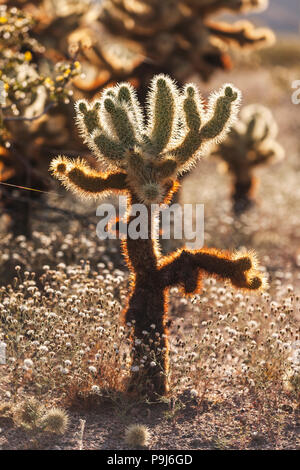 Coucher du soleil à Cholla Cactus Garden, Joshua Tree National Park Banque D'Images