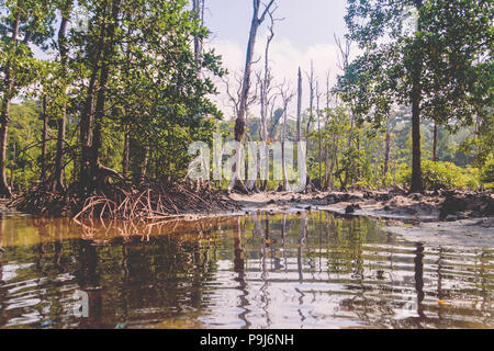 Un inondées, mangroves côtières dans un lieu tropical Banque D'Images