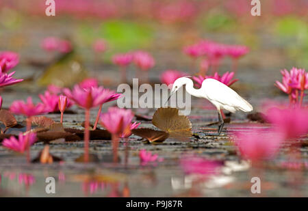 Aigrette garzette en rose water lilies (Egretta garzetta), Thaïlande Banque D'Images