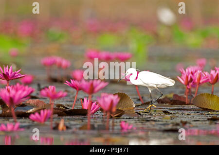 Aigrette garzette en rose water lilies (Egretta garzetta), Thaïlande Banque D'Images