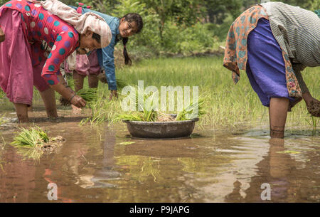 Groupe d'agriculteurs indiens villageoise travaillant dans une rizière Banque D'Images