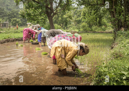 Groupe d'agriculteurs indiens villageoise travaillant dans une rizière Banque D'Images
