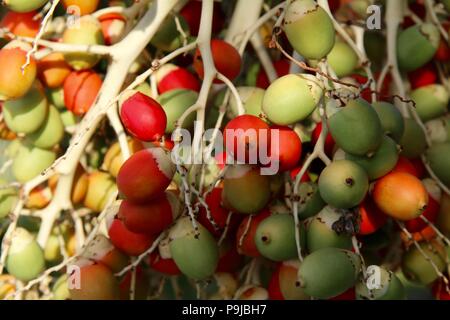 Un gros plan du vert, jaune et rouge baies Fruits / palm Banque D'Images