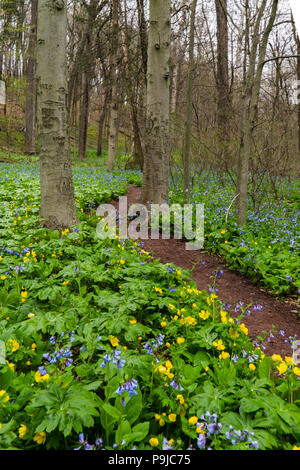 Chemin à travers les bois de printemps Fleurs Banque D'Images