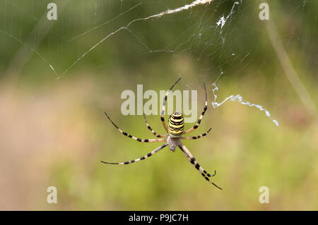 Spider Argiope bruennichi (WASP), France Banque D'Images