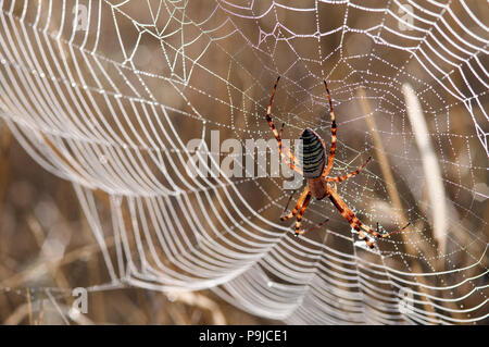 Spider Argiope bruennichi (WASP), France Banque D'Images