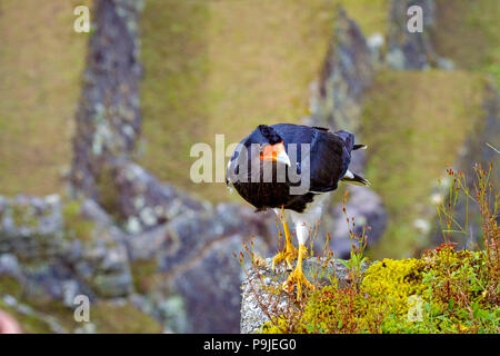 Caracara noir (Daptrius ater) est une espèce de passereau de la famille Falconidae. Le Pérou. Banque D'Images