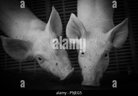 Les porcs domestiques. Les porcs dans une ferme dans le village Banque D'Images