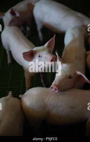 Les porcs domestiques. Les porcs dans une ferme dans le village Banque D'Images