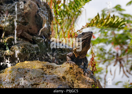 Un grand lézard assis sur un rocher Banque D'Images