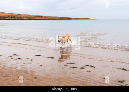 Un Labrador jaune chien jouant sur la plage à Newton par la mer,Angleterre,UK Banque D'Images