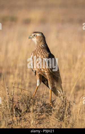 Chant pâle autour des palombes (Melierax canorus) juvenile, Kgalagadi Transfrontier Park, Afrique du Sud Banque D'Images