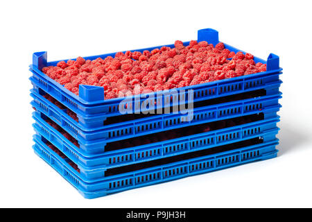 Les framboises rouges frais mûrs dans plusieurs caisses en plastique sur un marché de gros isolé sur blanc. Banque D'Images