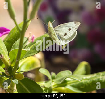 Petit chou blanc (blanc) papillon sur stocks (Matthiola incana) dans un jardin. Banque D'Images