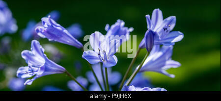 Agapanthus Bluestorm, agapanthus praecox orientalis en fleur. Banque D'Images