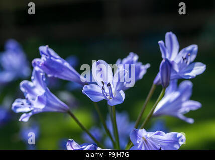 Agapanthus Bluestorm, agapanthus praecox orientalis en fleur. Banque D'Images