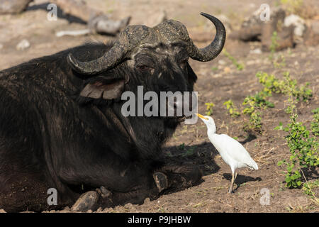 Western Cattle egret (Bubulcus ibis) de prendre des mesures de buffle, Chobe national park, Botswana, Banque D'Images