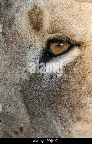 Lion (Panthera leo) eye, Kgalagadi Transfrontier Park, Afrique du Sud, Banque D'Images