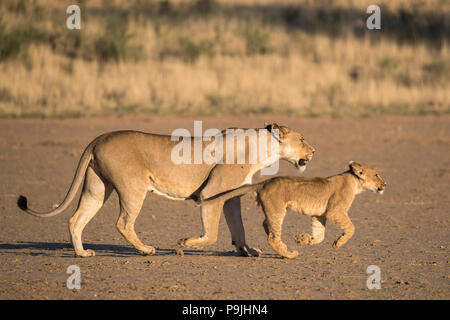 Lionne avec cub (Panthera leo), Kgalagadi Transfrontier Park, Afrique du Sud Banque D'Images