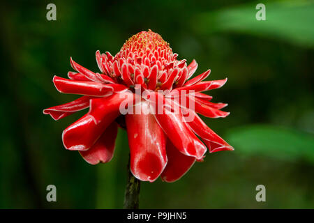 Fleur rouge de porcelaine (Etlingera elatior), Thaïlande, Chiang Dao Banque D'Images