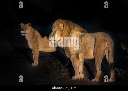 Les lions (Panthera leo) la nuit, Zimanga Private Game Reserve, KwaZulu-Natal, Afrique du Sud Banque D'Images