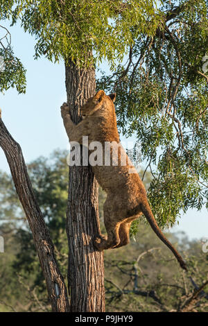 Lion (Panthera leo) climbing tree, Zimanga Private Game Reserve, KwaZulu-Natal, Afrique du Sud Banque D'Images