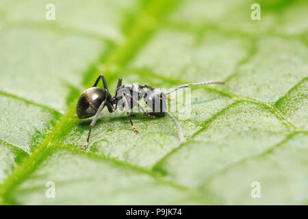 L'halidayi Polyrhachis (ant) sur feuille verte contexte (prises à partir de la Thaïlande, en Asie du sud-est) Banque D'Images