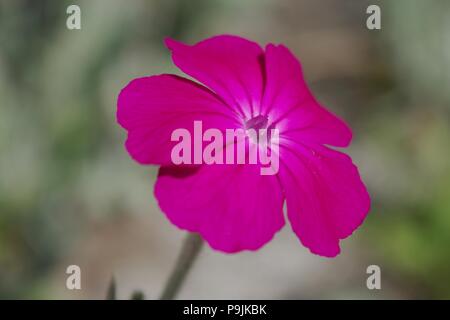 Fleur Rose Silene coronaria () Banque D'Images