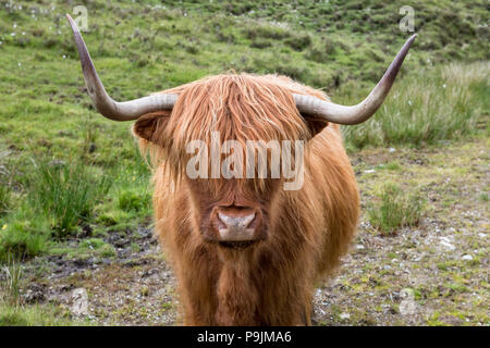 Scottish Highland bovins (Bos taurus), animal portrait, île de Skye, Hébrides intérieures, Ecosse, Royaume-Uni Banque D'Images