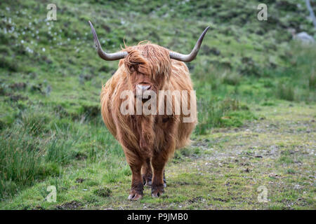 Scottish Highland bovins (Bos taurus) sur un pâturage, île de Skye, Hébrides intérieures, Ecosse, Royaume-Uni Banque D'Images