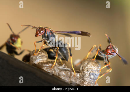 Le nid de guêpes de papier, Polistes annularis, Iowa, États-Unis Banque D'Images