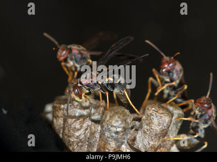 Le nid de guêpes de papier, Polistes annularis, Iowa, États-Unis Banque D'Images